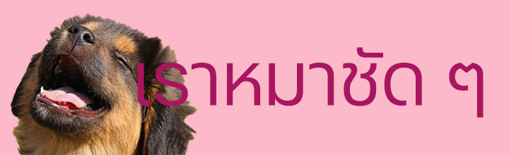 เรื่องของน้องหมา