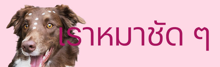 เรื่องของน้องหมา