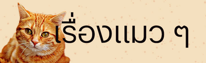 เรื่องของแมว