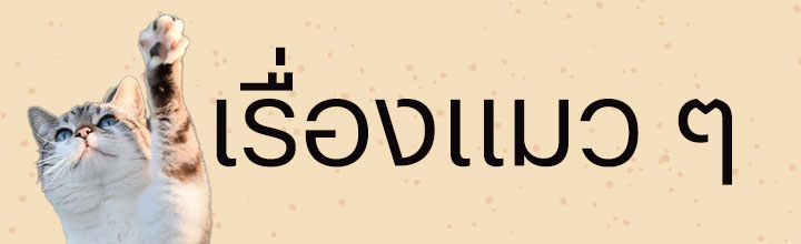 เรื่องของแมว